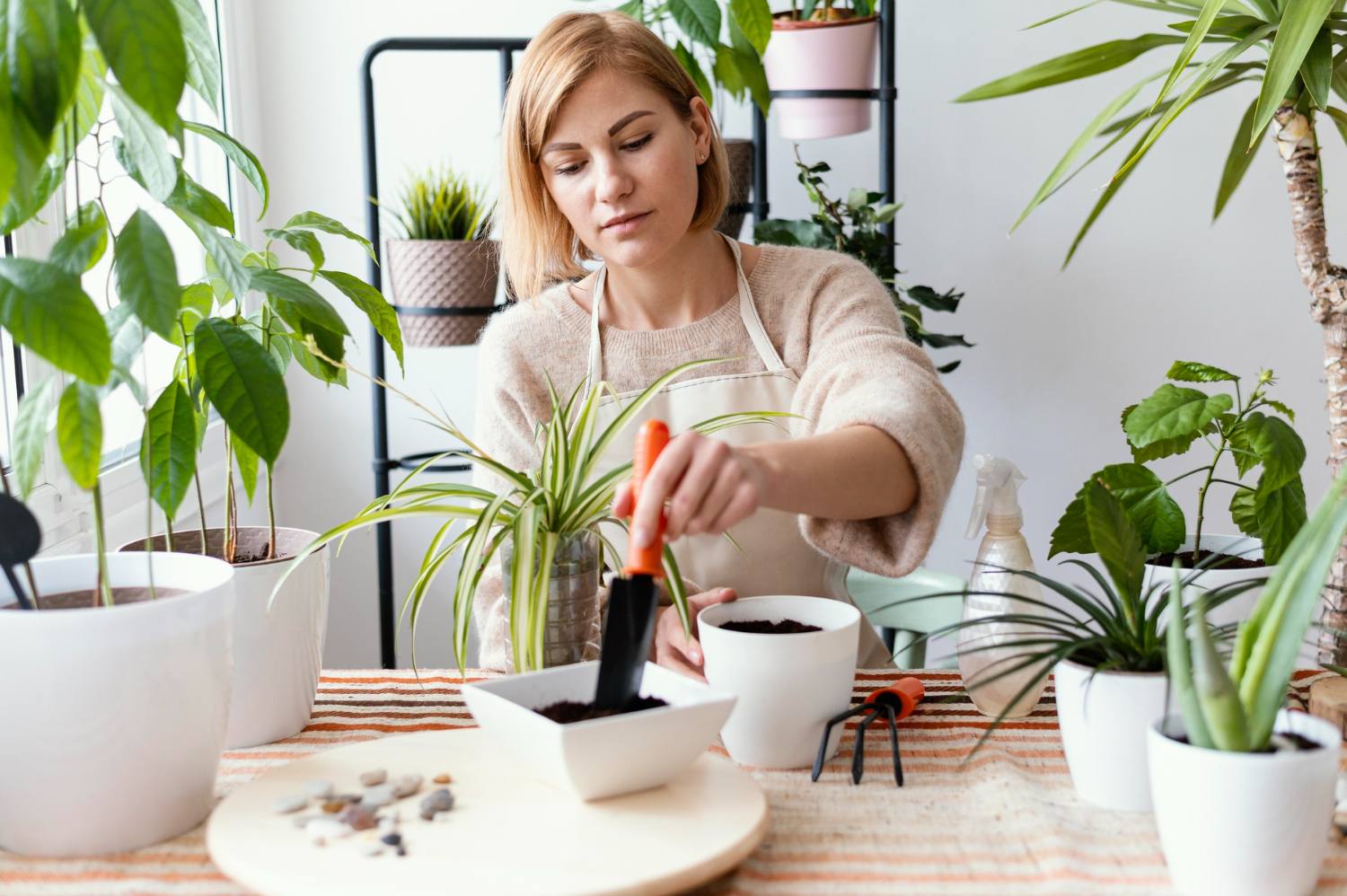 家庭の植物の専門的なケア  Petalytixtayz 